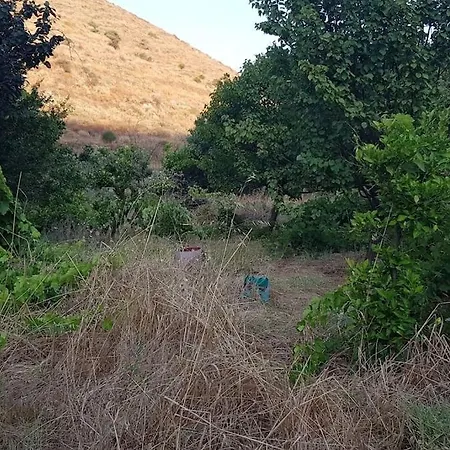 κυθνος δρυοπίδα, στούντιο χατζής Driópi